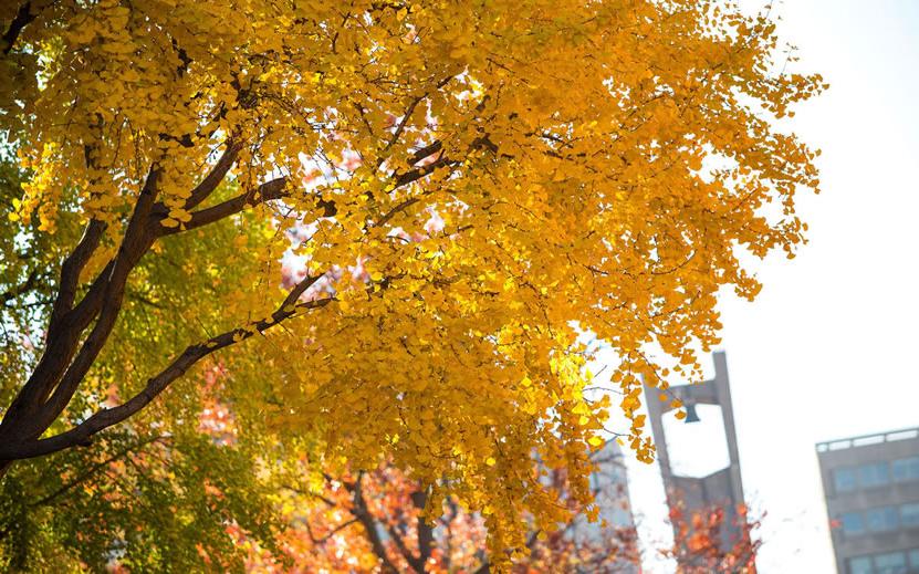 Temple Autumn colored leaves with belltower in background